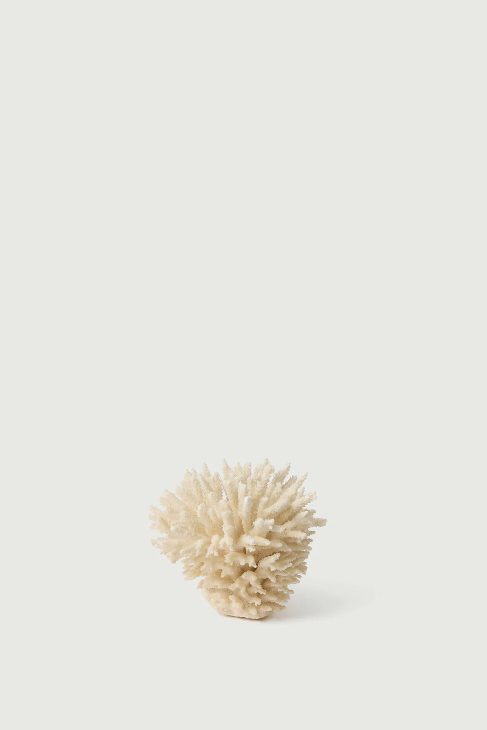 BRANCHE DE CORAIL BLANC